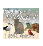 八重山方言大好き、沖縄行きたい15。（個別スタンプ：18）