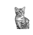 AI・モノクロ猫③(言葉なし)（個別スタンプ：23）