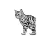 AI・モノクロ猫③(言葉なし)（個別スタンプ：24）