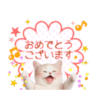 毎日使える♥かわいすぎる猫♥（個別スタンプ：20）