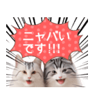 毎日使える♥かわいすぎる猫♥（個別スタンプ：25）