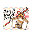 柴犬好きの為のスタンプ（個別スタンプ：13）