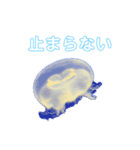 癒しのシンガーソングクラゲー（個別スタンプ：3）