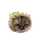 動くさとうけのねこ（個別スタンプ：16）