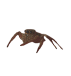 色んなハエトリグモJumping spider（個別スタンプ：1）