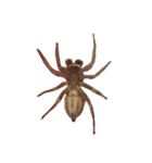 色んなハエトリグモJumping spider（個別スタンプ：4）