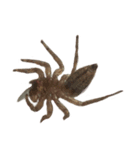 色んなハエトリグモJumping spider（個別スタンプ：5）