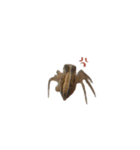 色んなハエトリグモJumping spider（個別スタンプ：6）