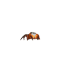 色んなハエトリグモJumping spider（個別スタンプ：9）