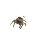 色んなハエトリグモJumping spider（個別スタンプ：12）