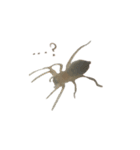 色んなハエトリグモJumping spider（個別スタンプ：13）