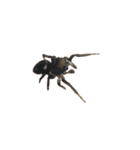 色んなハエトリグモJumping spider（個別スタンプ：17）