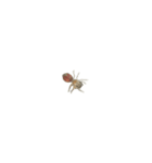 色んなハエトリグモJumping spider（個別スタンプ：19）