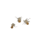 色んなハエトリグモJumping spider（個別スタンプ：21）