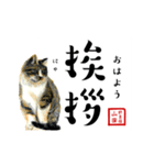 野良猫山田の二字熟語スタンプ（個別スタンプ：1）