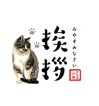 野良猫山田の二字熟語スタンプ（個別スタンプ：4）