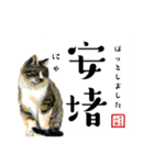 野良猫山田の二字熟語スタンプ（個別スタンプ：7）