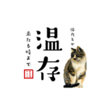 野良猫山田の二字熟語スタンプ（個別スタンプ：10）