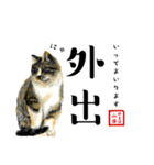 野良猫山田の二字熟語スタンプ（個別スタンプ：11）