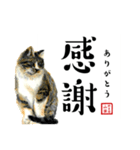 野良猫山田の二字熟語スタンプ（個別スタンプ：12）