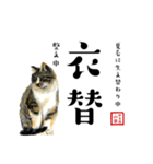 野良猫山田の二字熟語スタンプ（個別スタンプ：15）