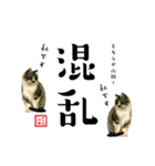 野良猫山田の二字熟語スタンプ（個別スタンプ：17）