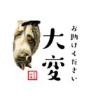 野良猫山田の二字熟語スタンプ（個別スタンプ：21）