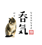 野良猫山田の二字熟語スタンプ（個別スタンプ：27）