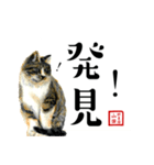 野良猫山田の二字熟語スタンプ（個別スタンプ：33）