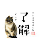 野良猫山田の二字熟語スタンプ（個別スタンプ：38）