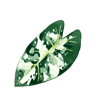 観葉植物スタンプアレンジ 3（個別スタンプ：19）
