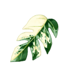 観葉植物スタンプアレンジ 3（個別スタンプ：22）