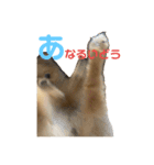ぽめらにあんぷりんせす 日常編（個別スタンプ：1）