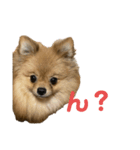 ぽめらにあんぷりんせす 日常編（個別スタンプ：2）