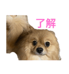 ぽめらにあんぷりんせす 日常編（個別スタンプ：5）