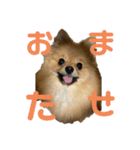 ぽめらにあんぷりんせす 日常編（個別スタンプ：7）