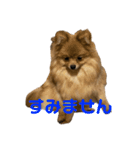 ぽめらにあんぷりんせす 日常編（個別スタンプ：9）