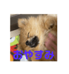 ぽめらにあんぷりんせす 日常編（個別スタンプ：10）