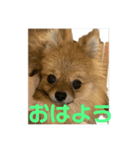ぽめらにあんぷりんせす 日常編（個別スタンプ：11）