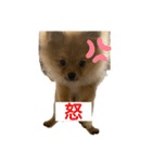 ぽめらにあんぷりんせす 日常編（個別スタンプ：12）