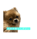 ぽめらにあんぷりんせす 日常編（個別スタンプ：13）