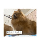 ぽめらにあんぷりんせす 日常編（個別スタンプ：14）