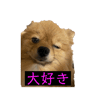 ぽめらにあんぷりんせす 日常編（個別スタンプ：15）