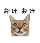 リアルな猫ミーム（ちょい敬語）（個別スタンプ：1）