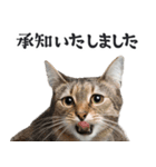 リアルな猫ミーム（ちょい敬語）（個別スタンプ：4）