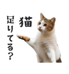 リアルな猫ミーム（ちょい敬語）（個別スタンプ：16）