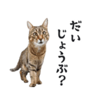 リアルな猫ミーム（ちょい敬語）（個別スタンプ：17）