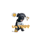 子犬のきなこちゃん（個別スタンプ：4）