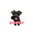 子犬のきなこちゃん（個別スタンプ：7）