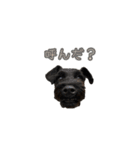 子犬のきなこちゃん（個別スタンプ：16）